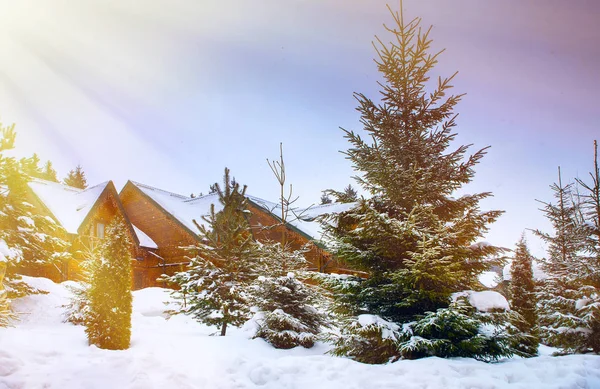 Houten huizen omgeven door besneeuwde bomen — Stockfoto