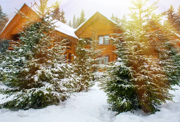 Karla kaplı ağaçlarıyla çevrili ahşap evler — Stok fotoğraf