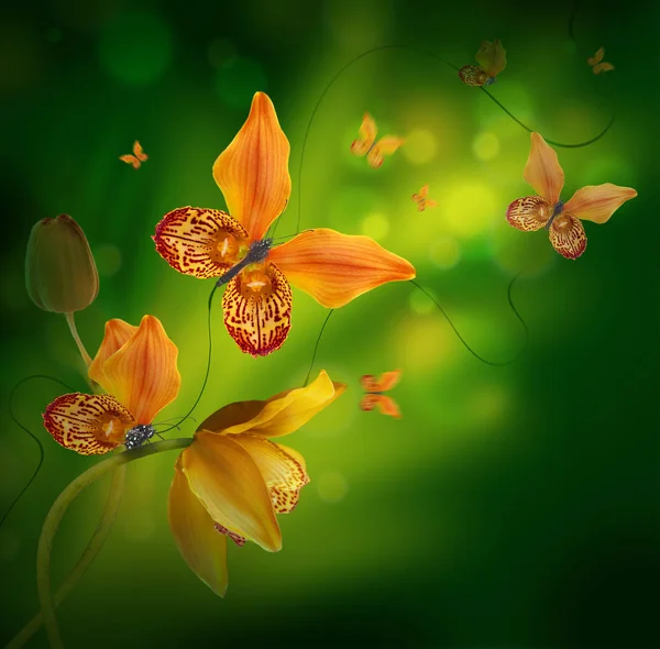 Amazing butterflies from the petals of orchids — Stock Photo, Image