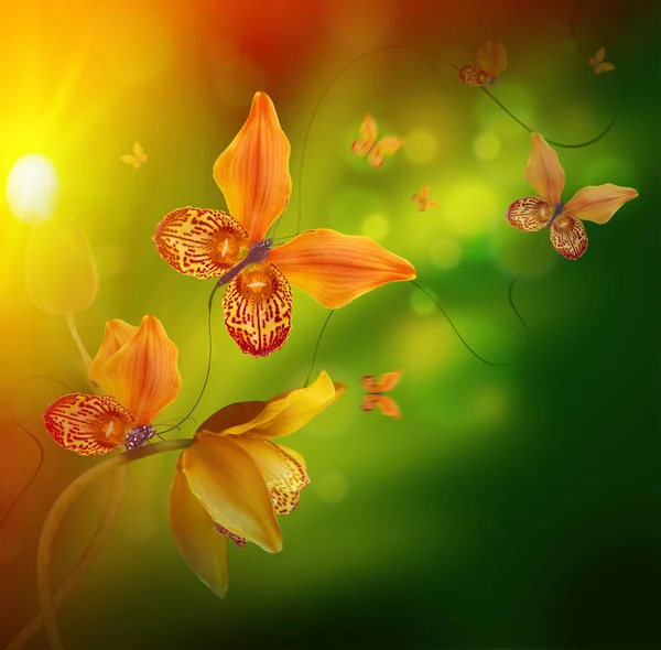 Increíbles mariposas de los pétalos de las orquídeas — Foto de Stock