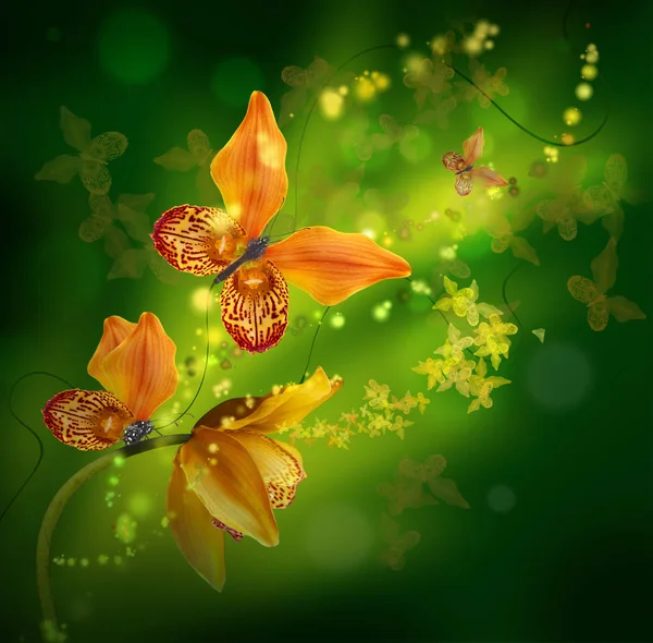 Amazing butterflies from the petals of orchids — Stock Photo, Image