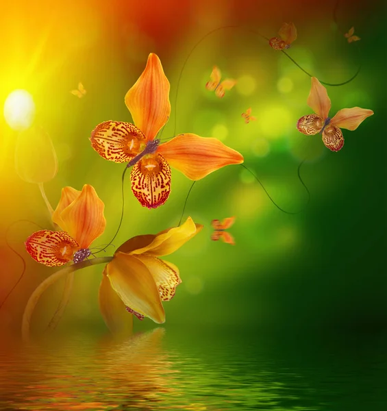 素晴らしい蝶蘭の花びらから — ストック写真