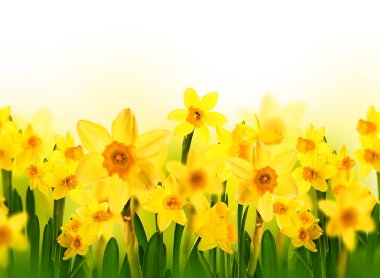 Sarı nergis bahar