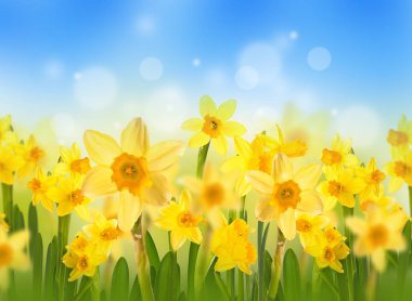 Sarı nergis bahar