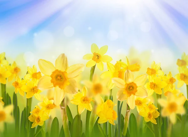 Våren gula påskliljor — Stockfoto