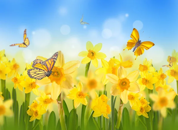 Żółte żonkile i motyle — Zdjęcie stockowe