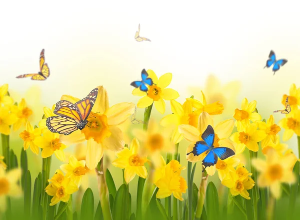 Gelbe Narzissen und Schmetterlinge — Stockfoto