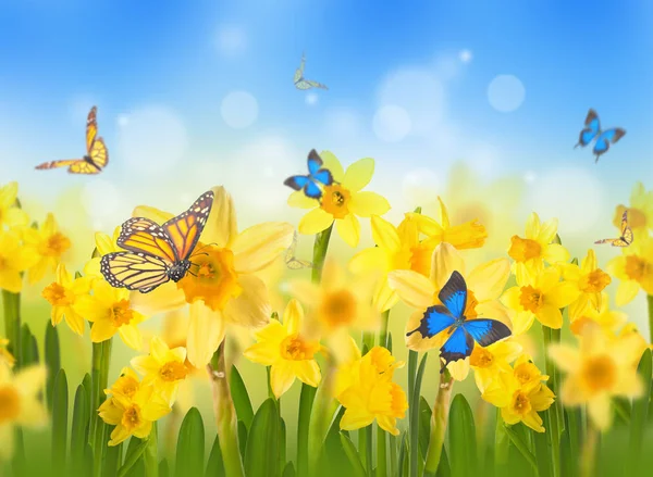 Žluté narcisy a motýli — Stock fotografie