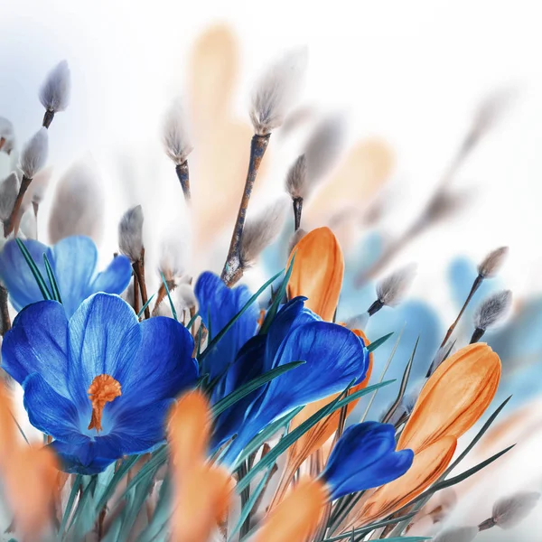 Крокус цветы с ивой — стоковое фото