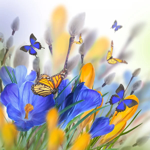 Crocus flowers and butterflies — Stock Photo, Image