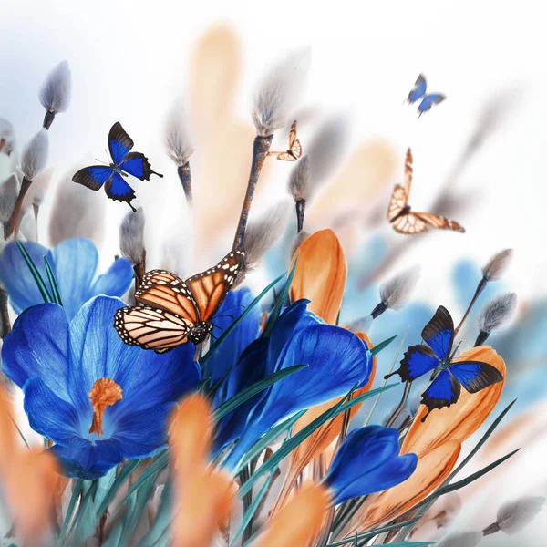 Crocus flowers and butterflies — Stock Photo, Image