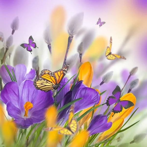 Crocus bloemen en vlinders — Stockfoto