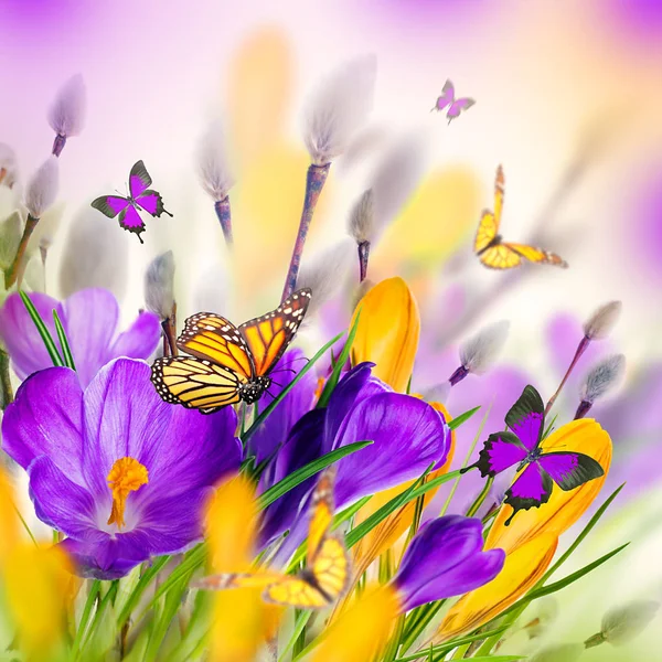 Crocus flowers and butterflies — Stock Photo, Image