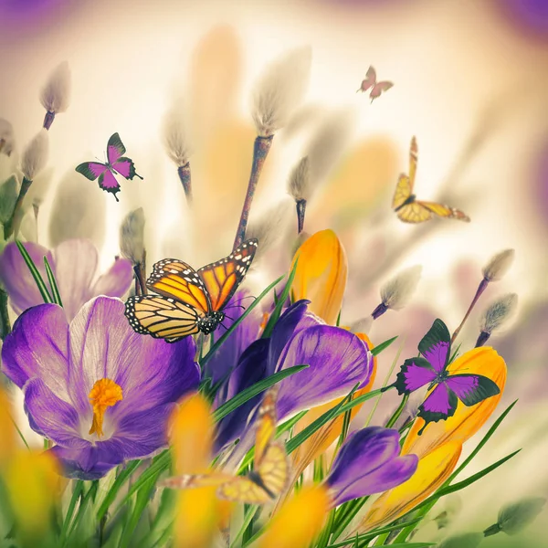 クロッカスの花と蝶 — ストック写真