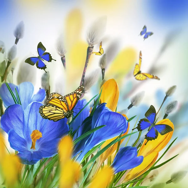 Krokusblüten und Schmetterlinge — Stockfoto