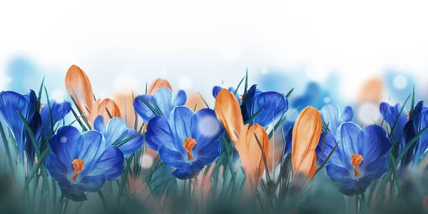 Söğüt dalları ile Çiğdem çiçek — Stok fotoğraf