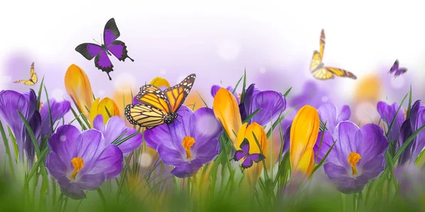 Crocus flowers and butterflies — Stock Photo, Image