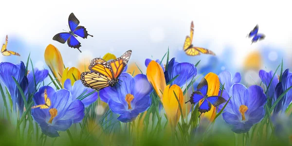 Crocus flowers and butterflies — Stock Photo, Image