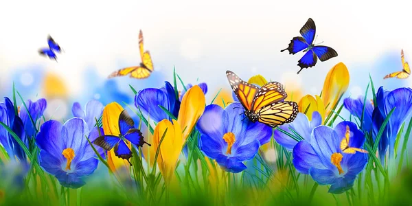 Crocus flowers and butterflies — Stock Photo, Image