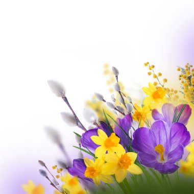 Söğüt dalları ile Çiğdem çiçek  