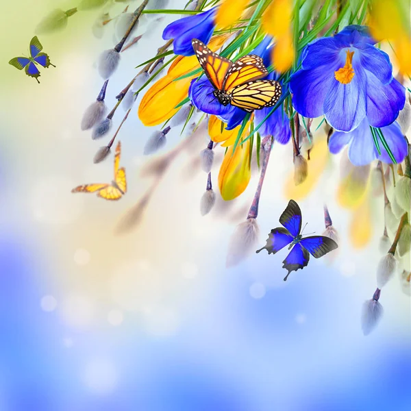 Crocus blommor och fjärilar — Stockfoto