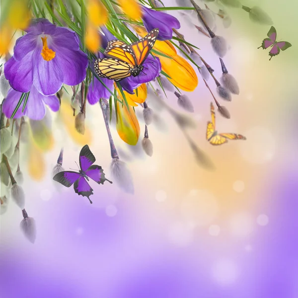 Crocus květiny a motýli — Stock fotografie