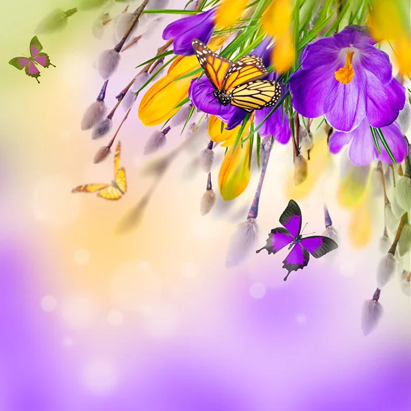 Krokus kwiaty i motyle — Zdjęcie stockowe
