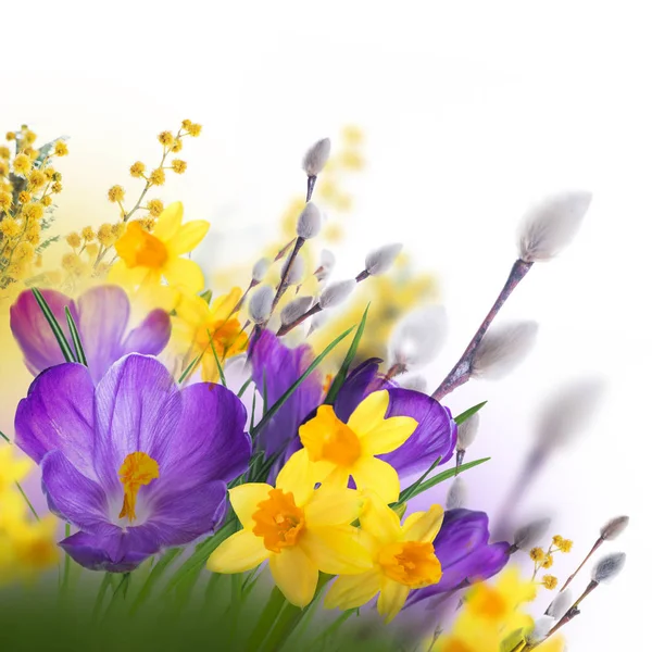 Цветы крокус с ивовыми ветвями — стоковое фото