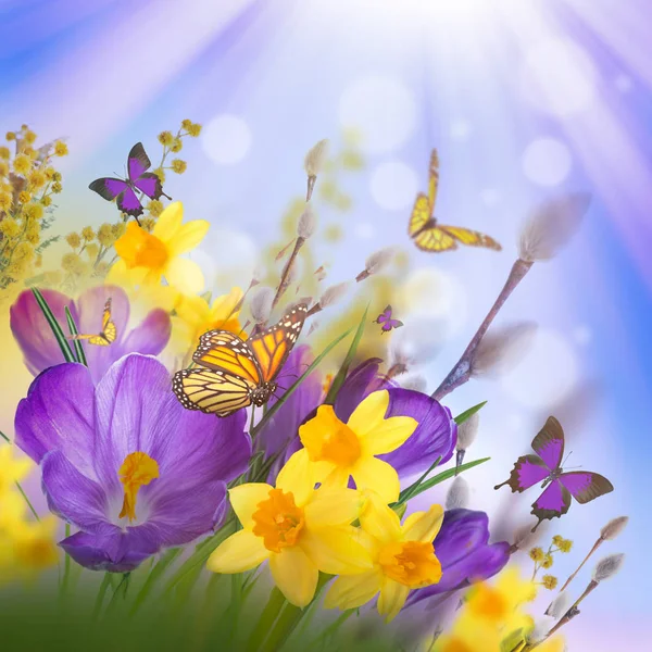 Crocus flowers and butterflies — Stock Photo, Image