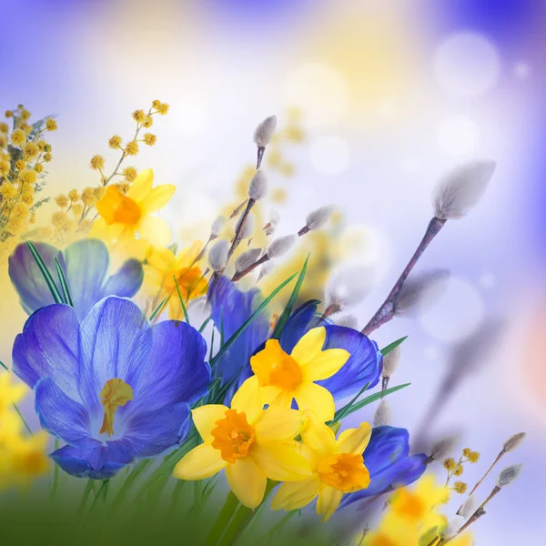 Söğüt dalları ile Çiğdem çiçek — Stok fotoğraf