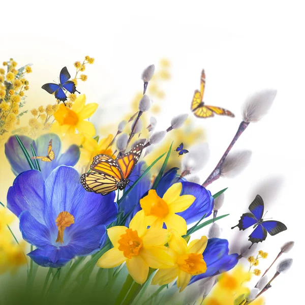 Crocus bloemen en vlinders — Stockfoto
