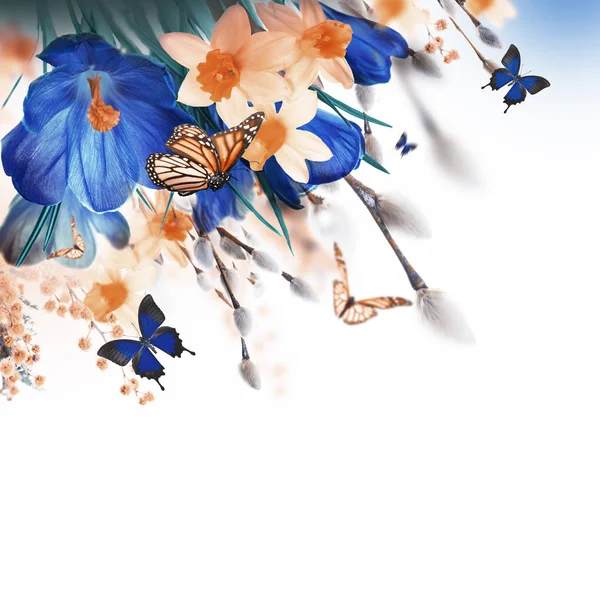 Krokusblüten und Schmetterlinge — Stockfoto