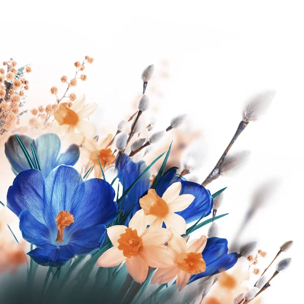 Crocus bloemen met takken van de wilg — Stockfoto