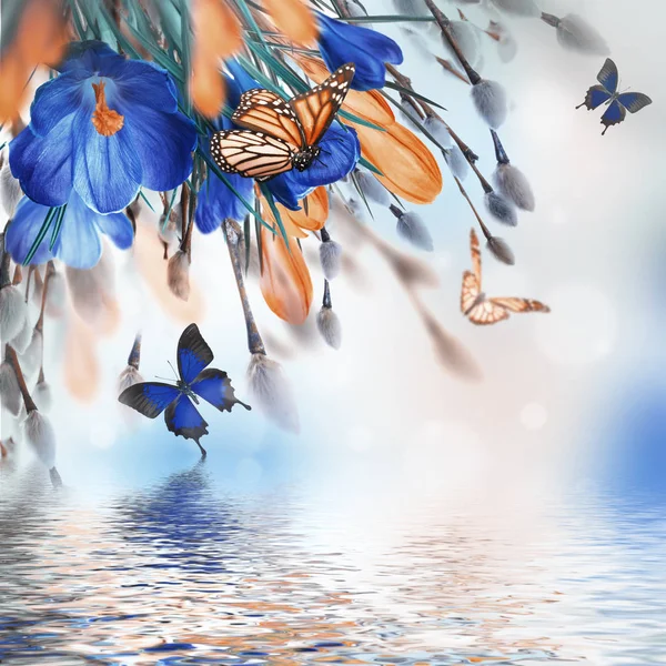 Crocus flowers and butterflies — Stock Photo, Image