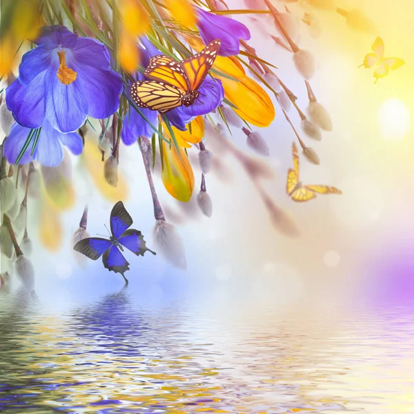 Flores de croco e borboletas — Fotografia de Stock