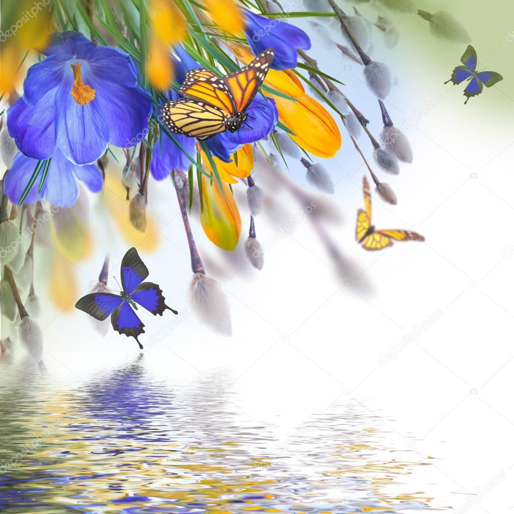 crocus flowers and butterflies 