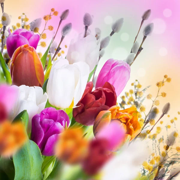 Tulips with willow branches — Stock Photo, Image