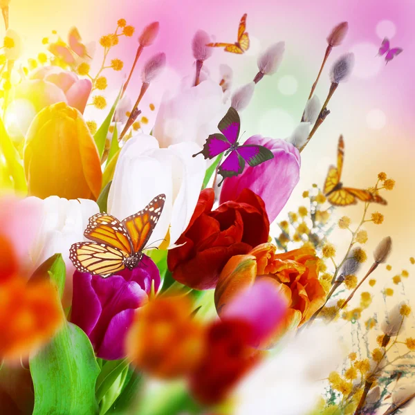 Kleurrijke tulpen met wilg — Stockfoto