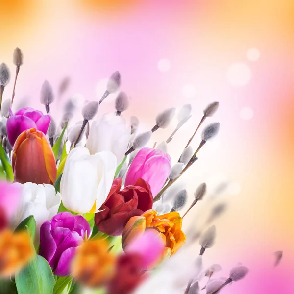 Tulips with willow branches — Stock Photo, Image