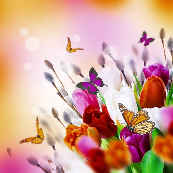 Tulipany z wierzby i motyle — Zdjęcie stockowe