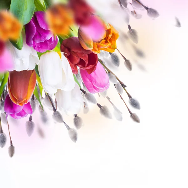 Разноцветные тюльпаны с ивовыми ветвями — стоковое фото