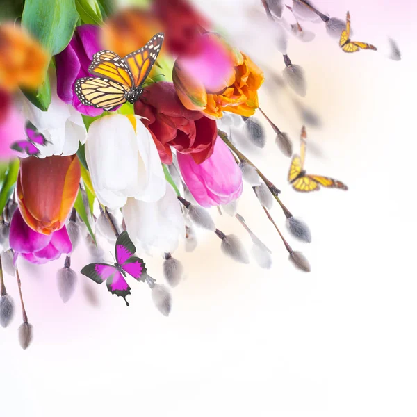 Kleurrijke tulpen met wilg — Stockfoto