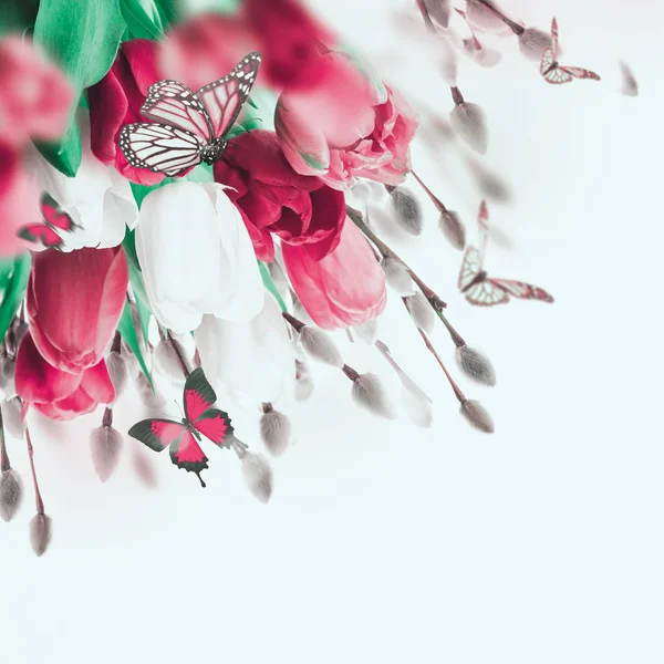 红色和白色的郁金香和蝴蝶 — 图库照片