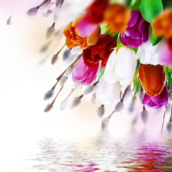 Kolorowe tulipany z gałązki wierzby — Zdjęcie stockowe