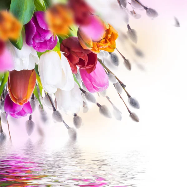 Bunte Tulpen mit Weidenzweigen — Stockfoto