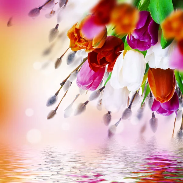 色彩艳丽的郁金香，杨柳枝 — 图库照片