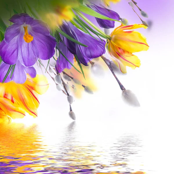 Цветы крокус с ивовыми ветвями — стоковое фото