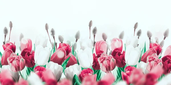 Тюльпаны с ивовыми ветвями — стоковое фото