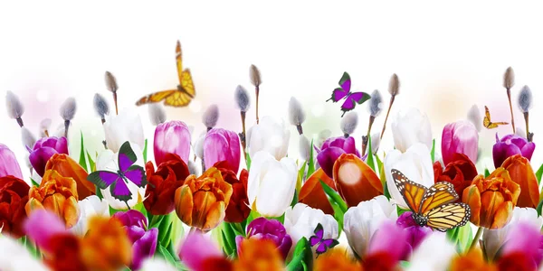 Tulipanes coloridos con mariposas — Foto de Stock