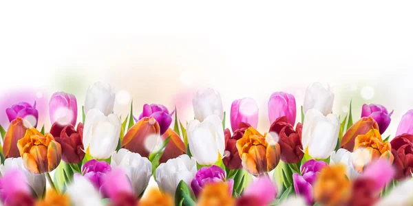 Borda tulipas coloridas — Fotografia de Stock
